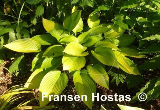 Hosta Frosted June